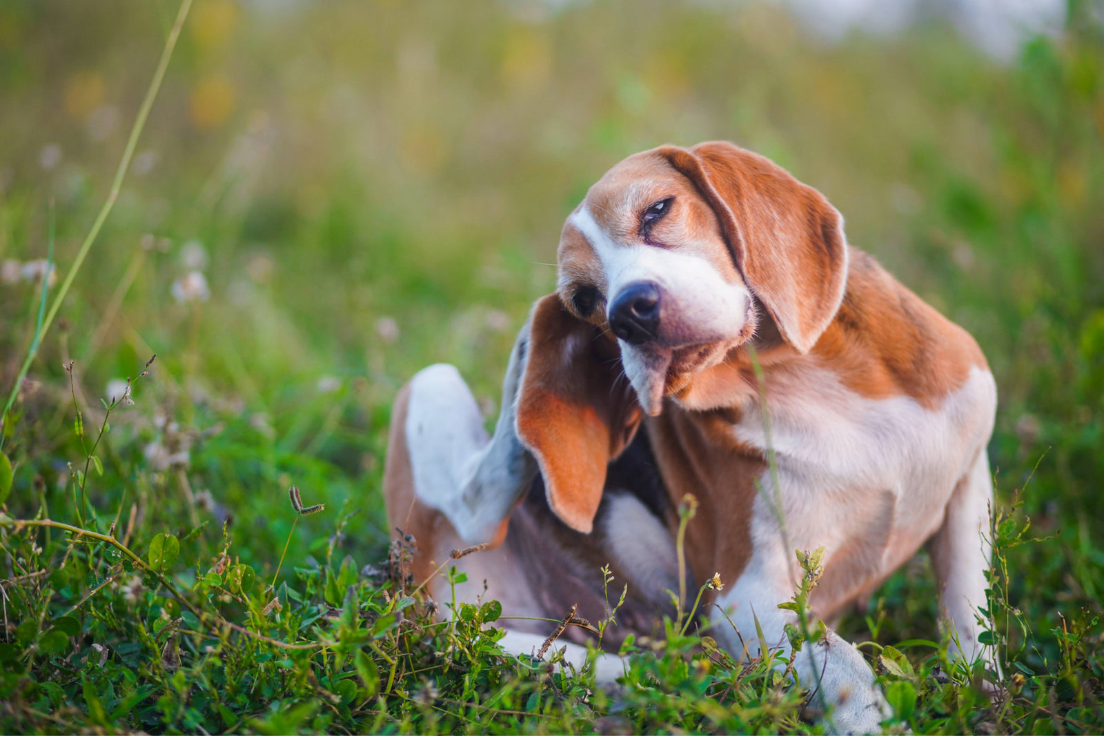 Beagle Scratching in a Field on a Sunny Day