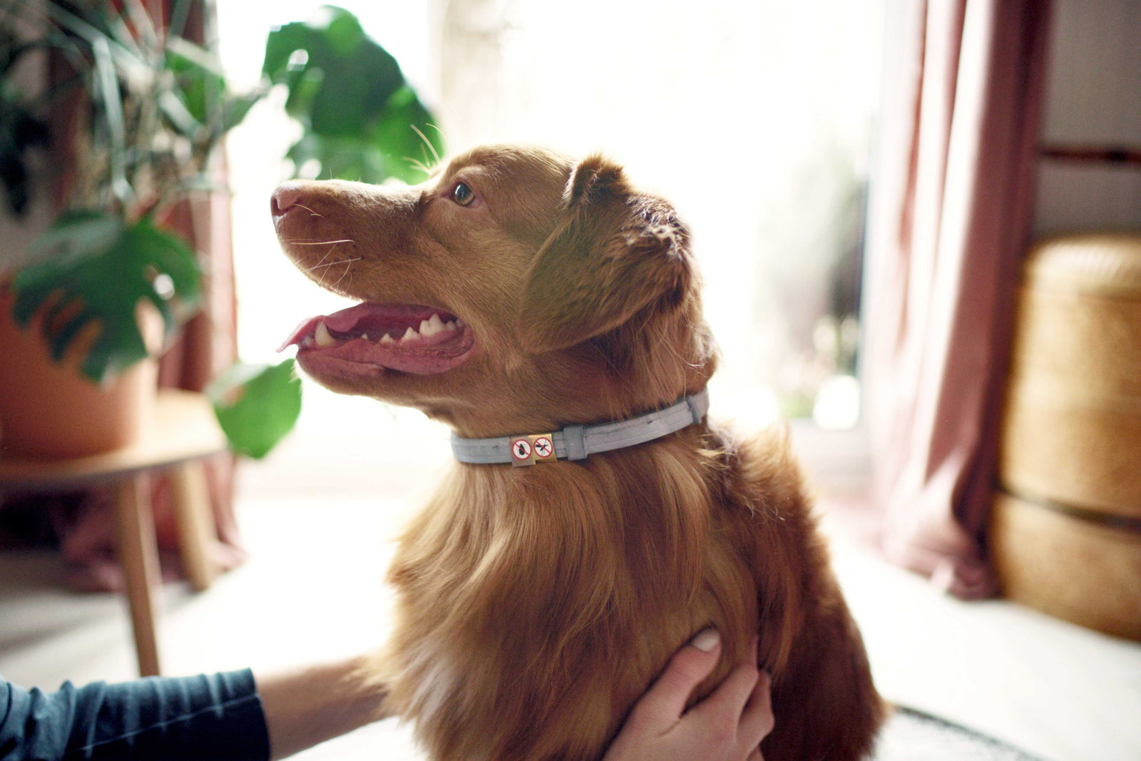 Flea Collars for Dogs: How They Work and Who They Suit