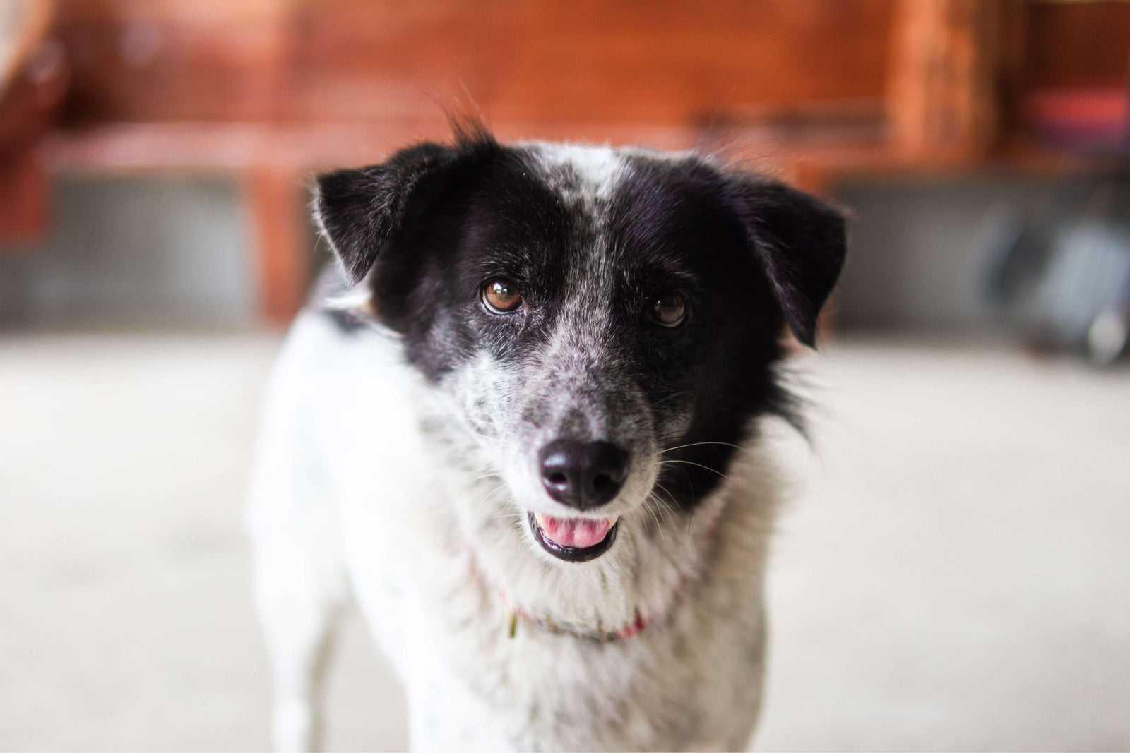 cute dog looking at camera while in living room
