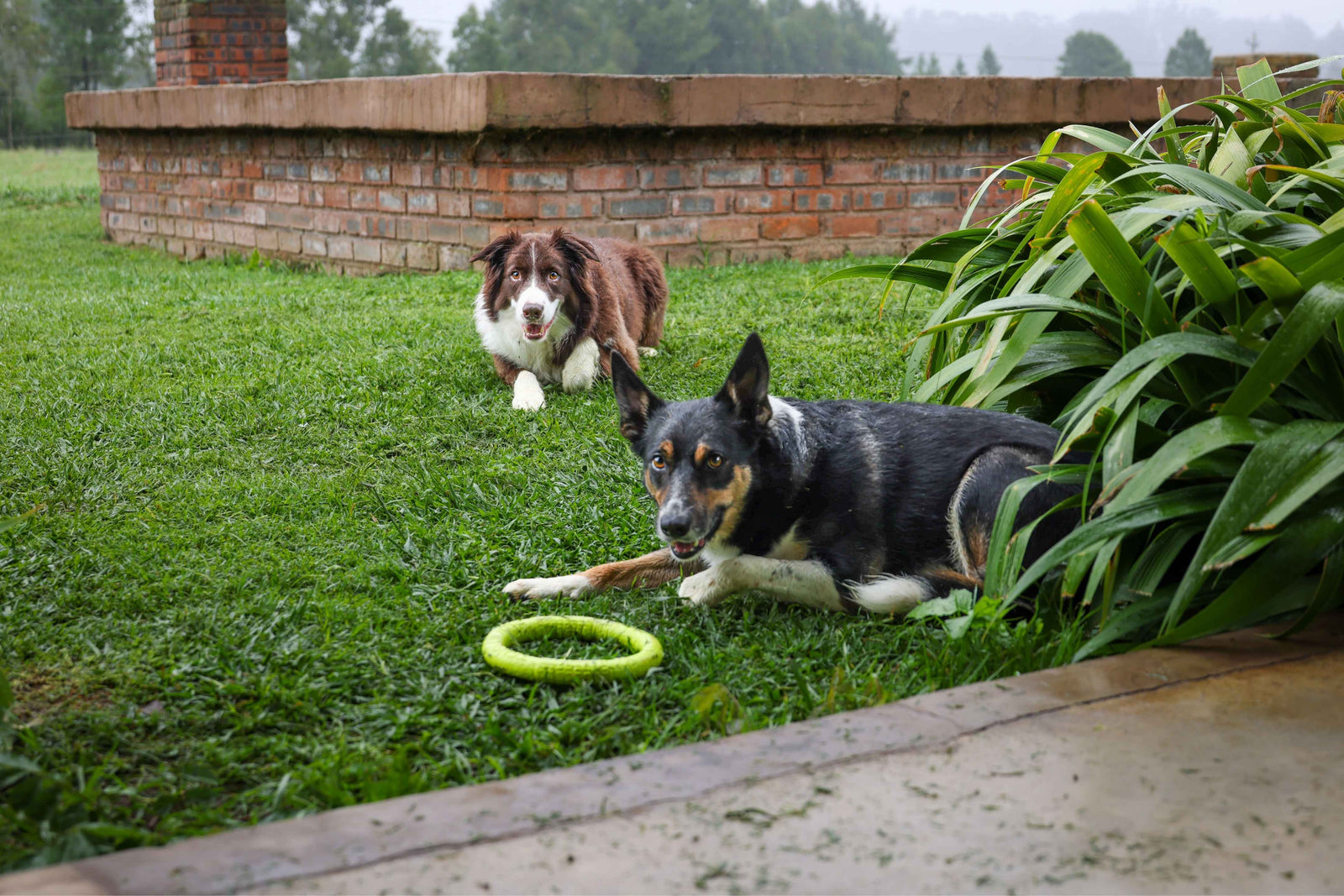 Do Dogs Need Flea and Tick Prevention Year-Round?