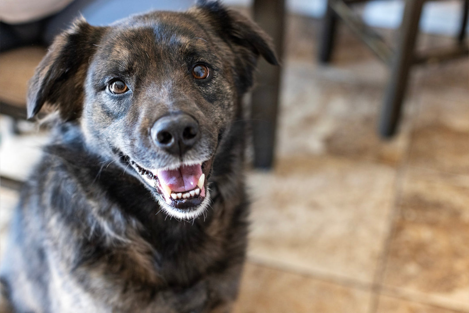 Flea, Tick and Worm Treatment for Dogs: What Does Your Dog Actually Need?