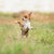 The Best Tick Prevention and Treatment for Dogs: A Guide To Protecting Your Dog from Ticks