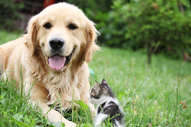 Does Your Pet Really Need Flea Treatment Every Month?