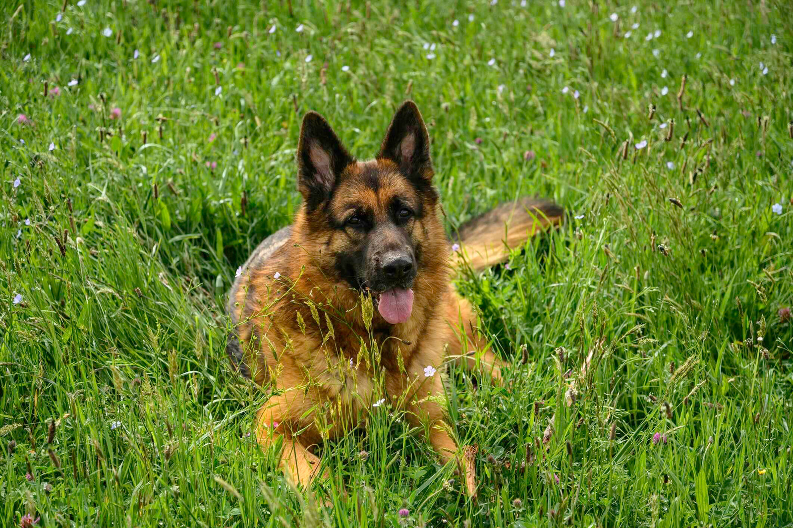 What ticks can do to your dog and family