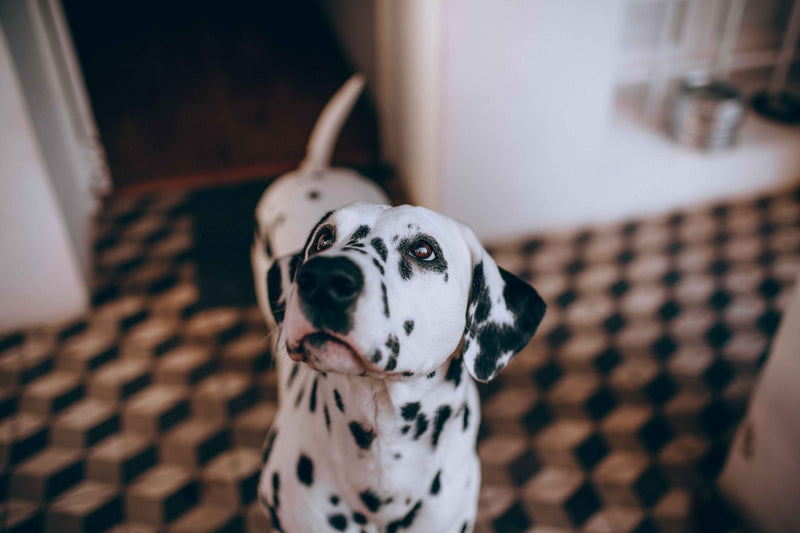 Flea Treatment Not Working? Why Fleas Keep Coming Back