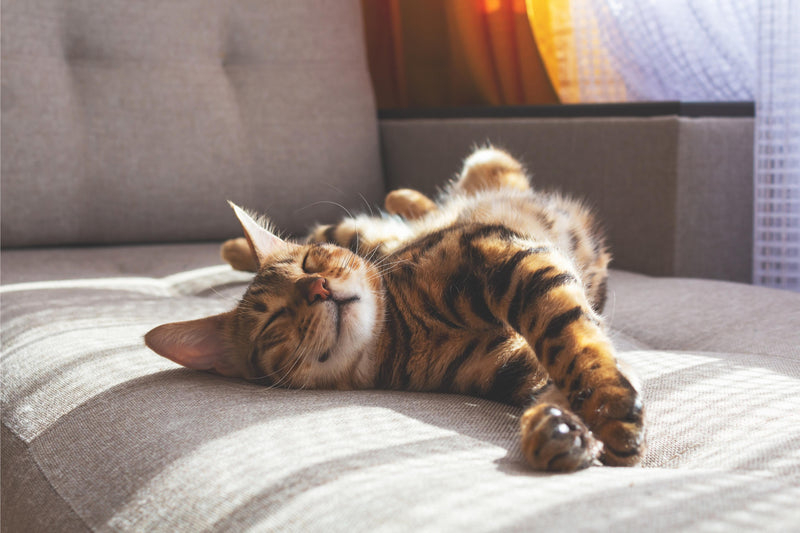 Revolution® vs Revolution Plus® for Cats: What Is the Difference?