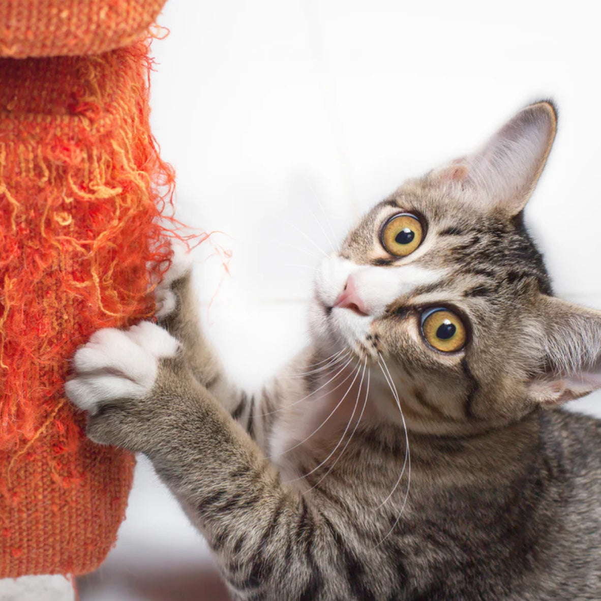 Understanding Bravecto for Cats: A Comprehensive Guide