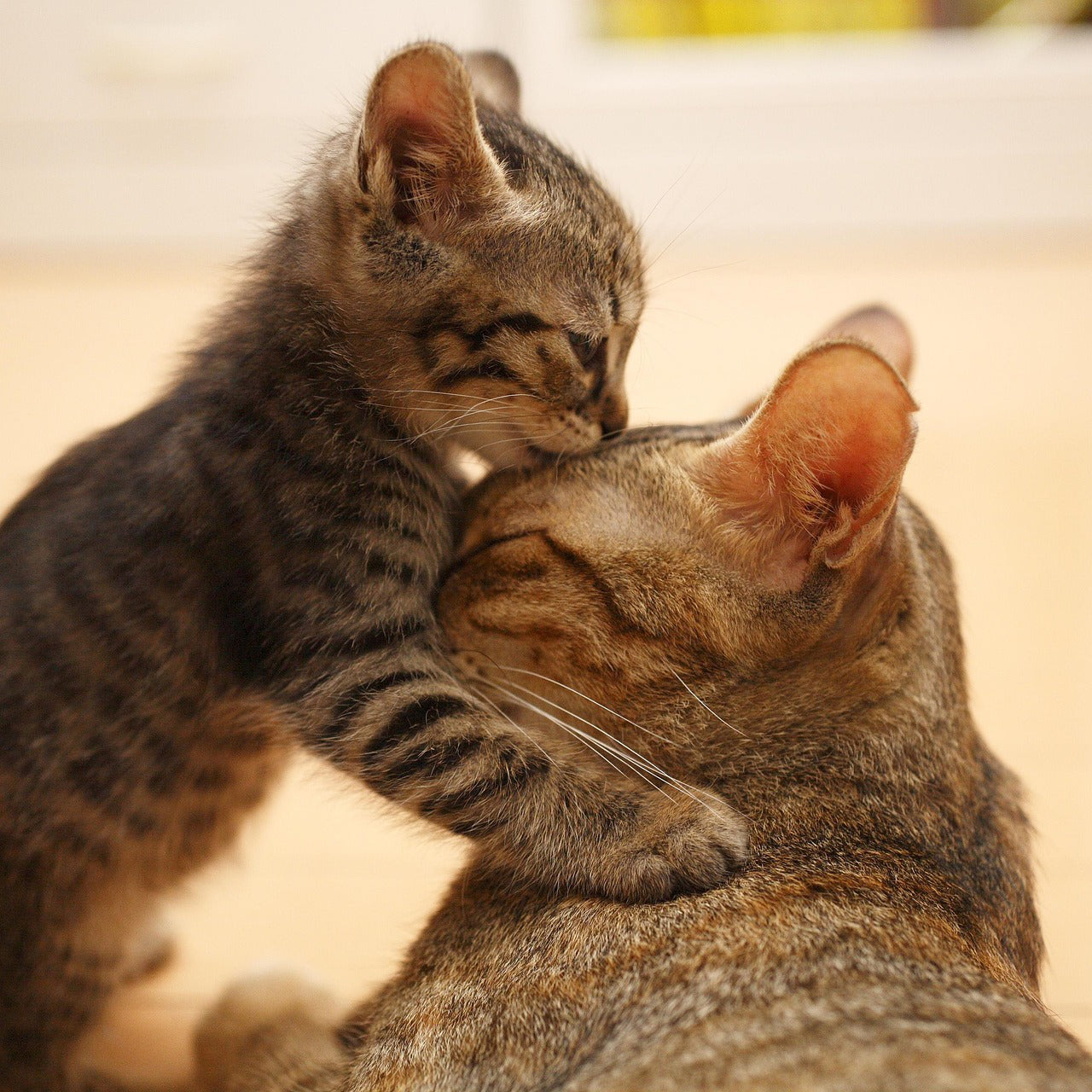 Bravecto for Cats vs. Revolution Plus: Which is Right for Your Feline Friend?