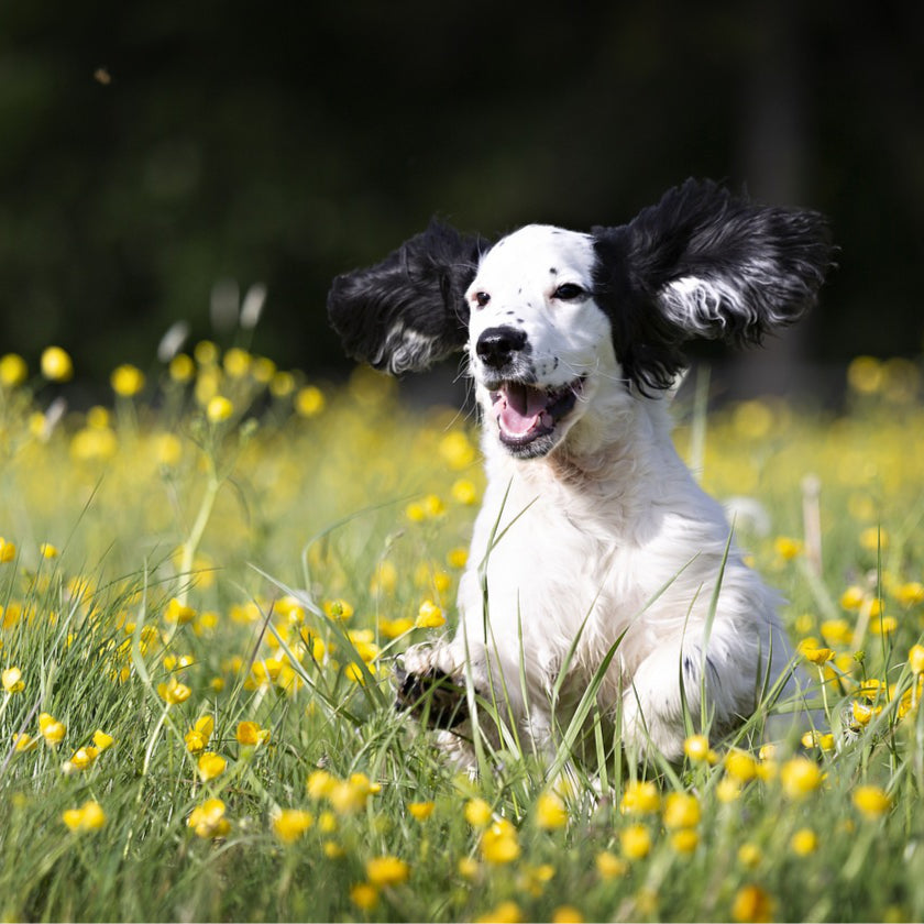 How to Get Rid of Fleas on Dogs