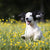 How to Get Rid of Fleas on Dogs