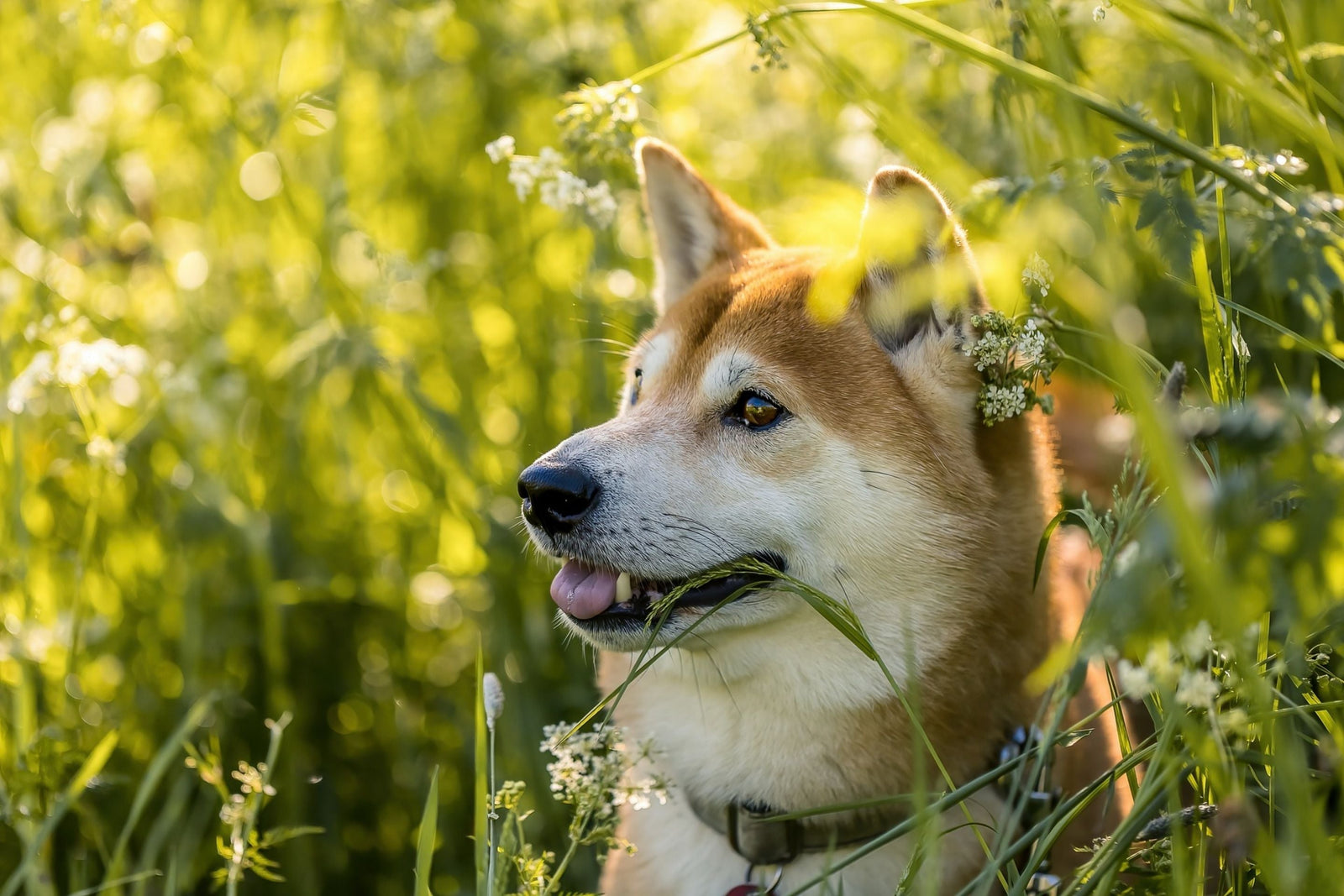 Shiba inu close up playing in the grass on a sunny day