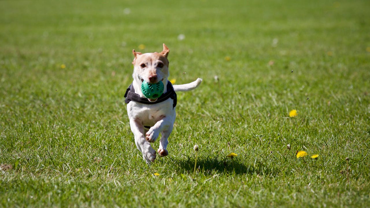 Possible Side Effects of Simparica Trio for Dogs