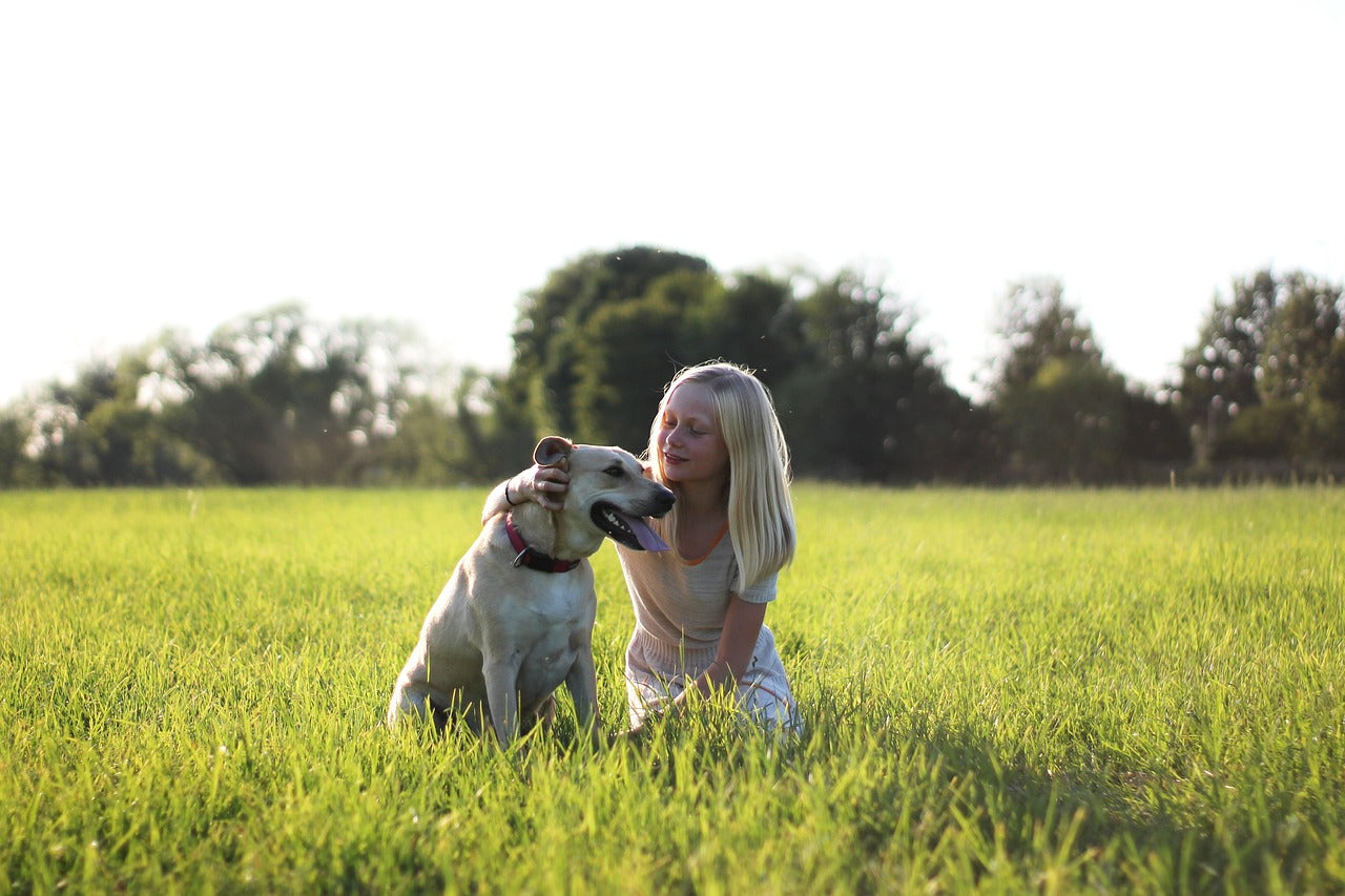 The Best Flea and Tick Medicine for Dogs 2025: A Comprehensive Guide