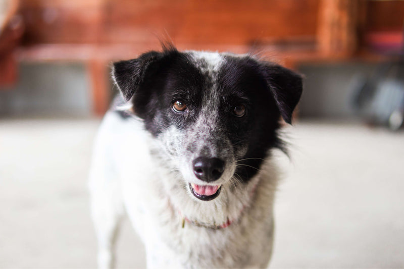 Why Does My Dog Still Have Fleas After Treatment?