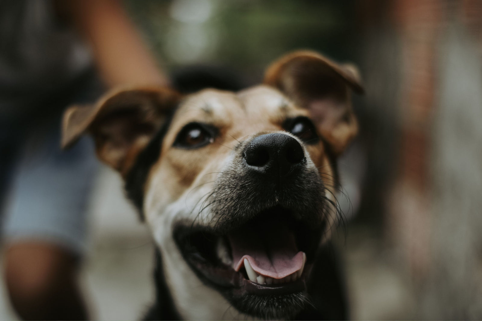 Happy dog close up looking into camera