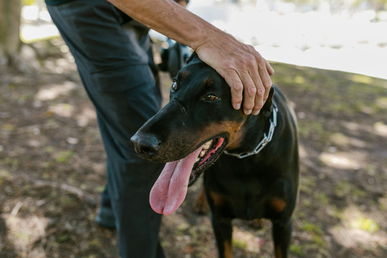 What Happens If You Miss Your Dog's Flea and Tick Treatment?