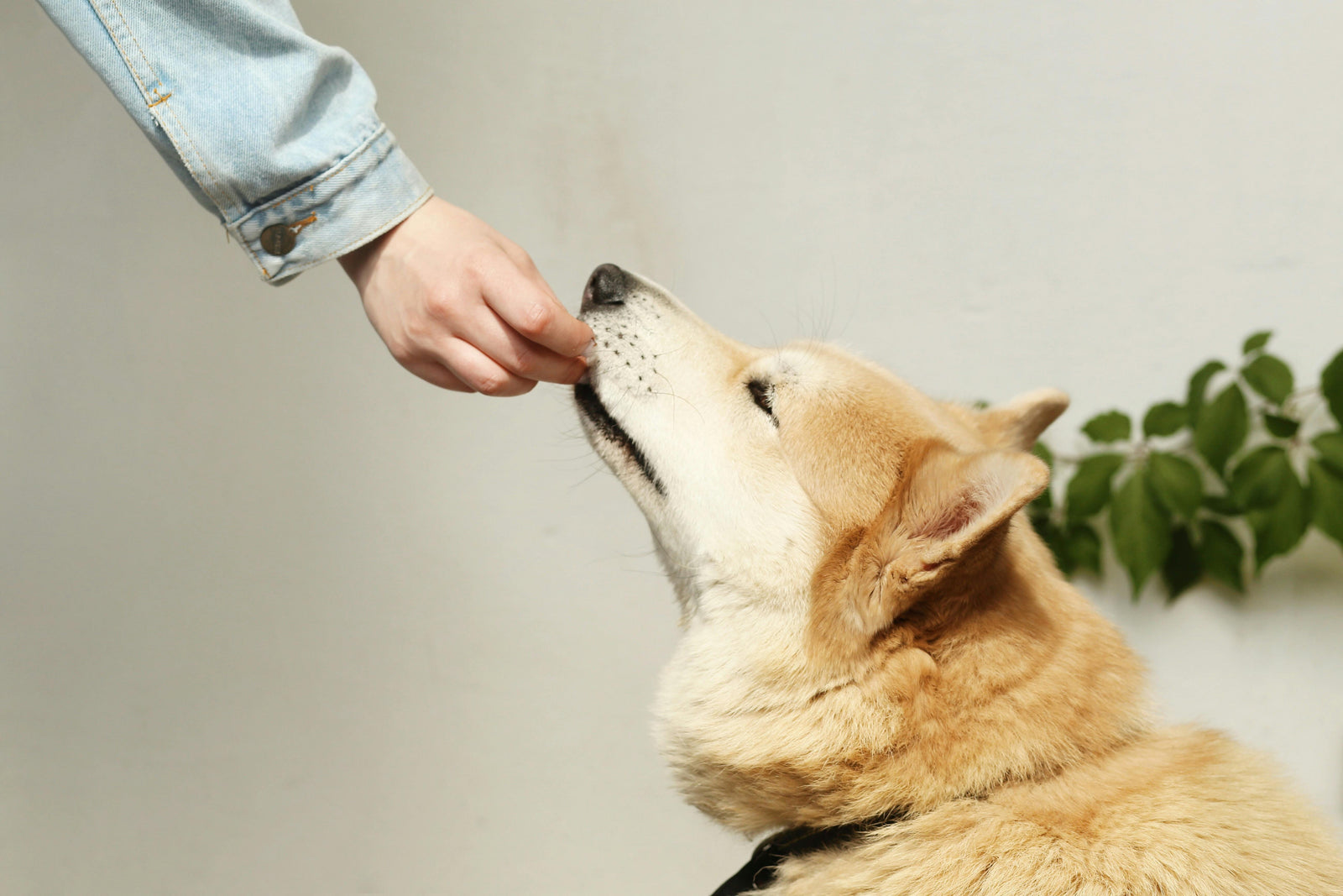 Dog sniffing hand neutral backgorund