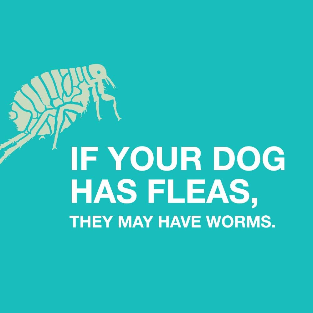 Elanco Chewable Quad Dewormer® for Dogs