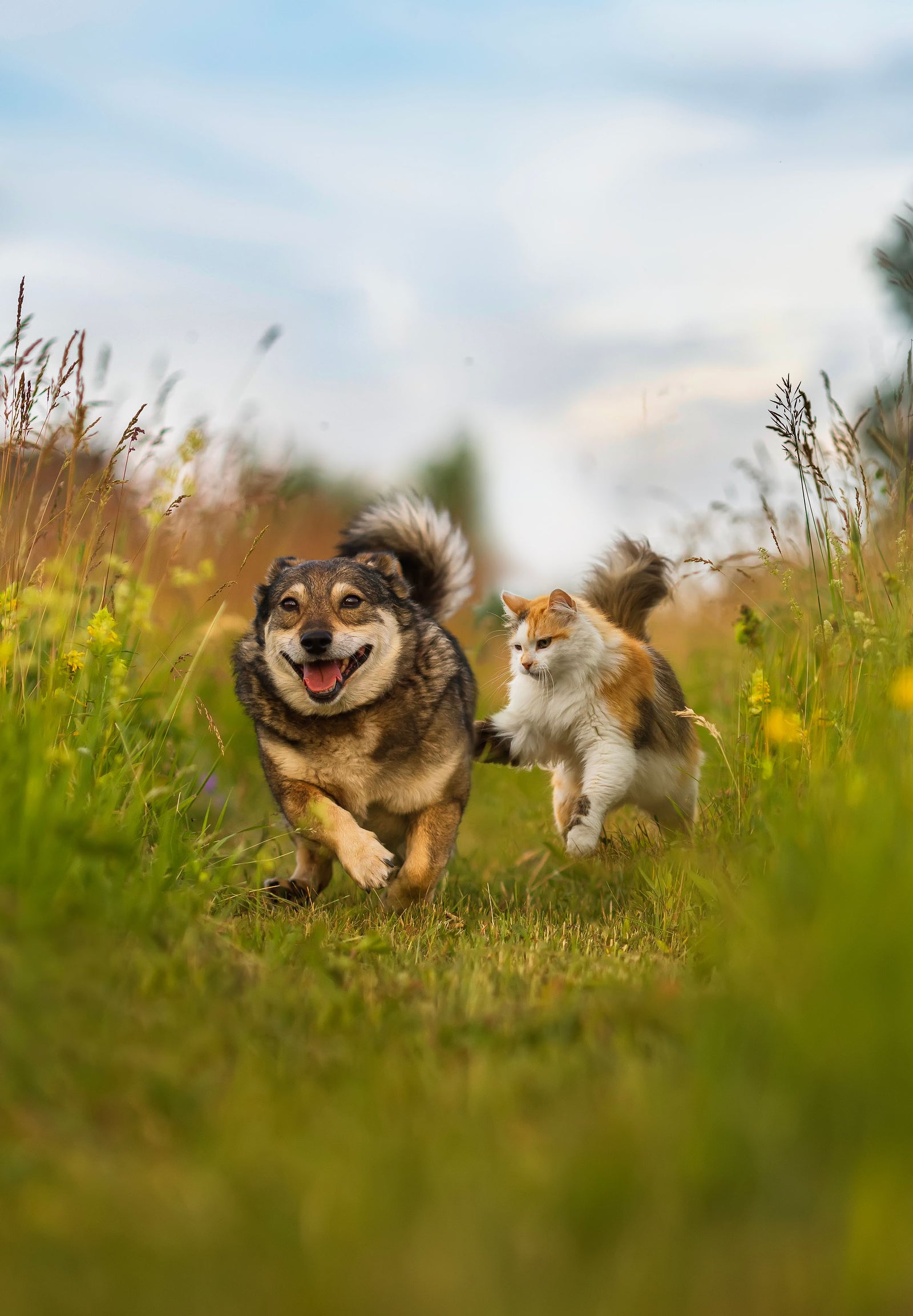 Happy dog and cat playing in the grass representing the reliable FleaTickWorm referral program
