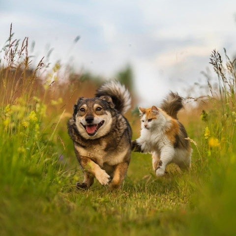 happy cat and a dog playing in the grass representing the reliable FleaTickWorm referral program
