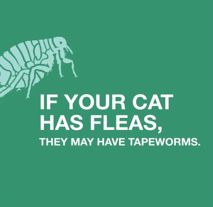 Elanco Tapeworm Dewormer for Cats