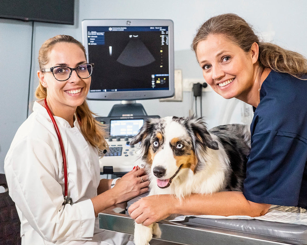 Members of the FleaTickWorm Veterinary Team supporting pet owners with trusted parasite protection advice. Two veterinarians smiling in a clinic while a blue merle Australian Shepherd dog rests on an examination table, with an ultrasound monitor in the background.