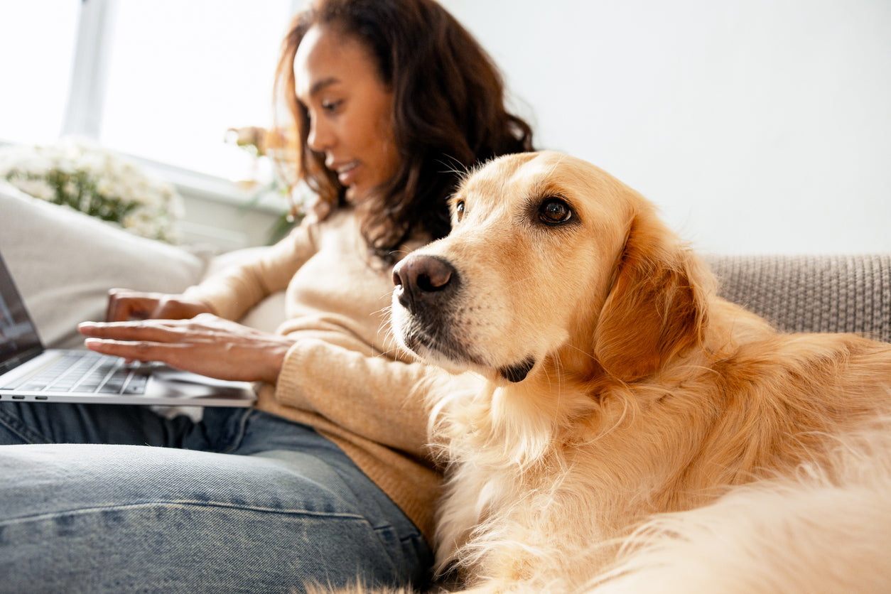 A Pet owner spending time with their dog at home after choosing trusted parasite protection.