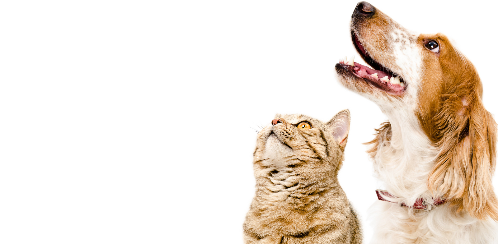 Dog and cat representing premium flea, tick and worm protection products for pets.