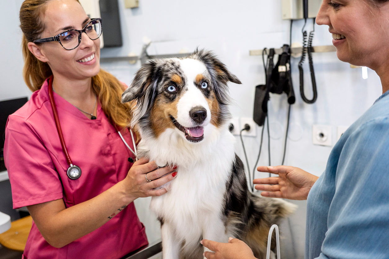 FleaTickWorm Veterinary Team providing trusted advice about flea, tick and worm protection for pets.